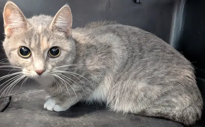 Usagi - Domestic Short Hair