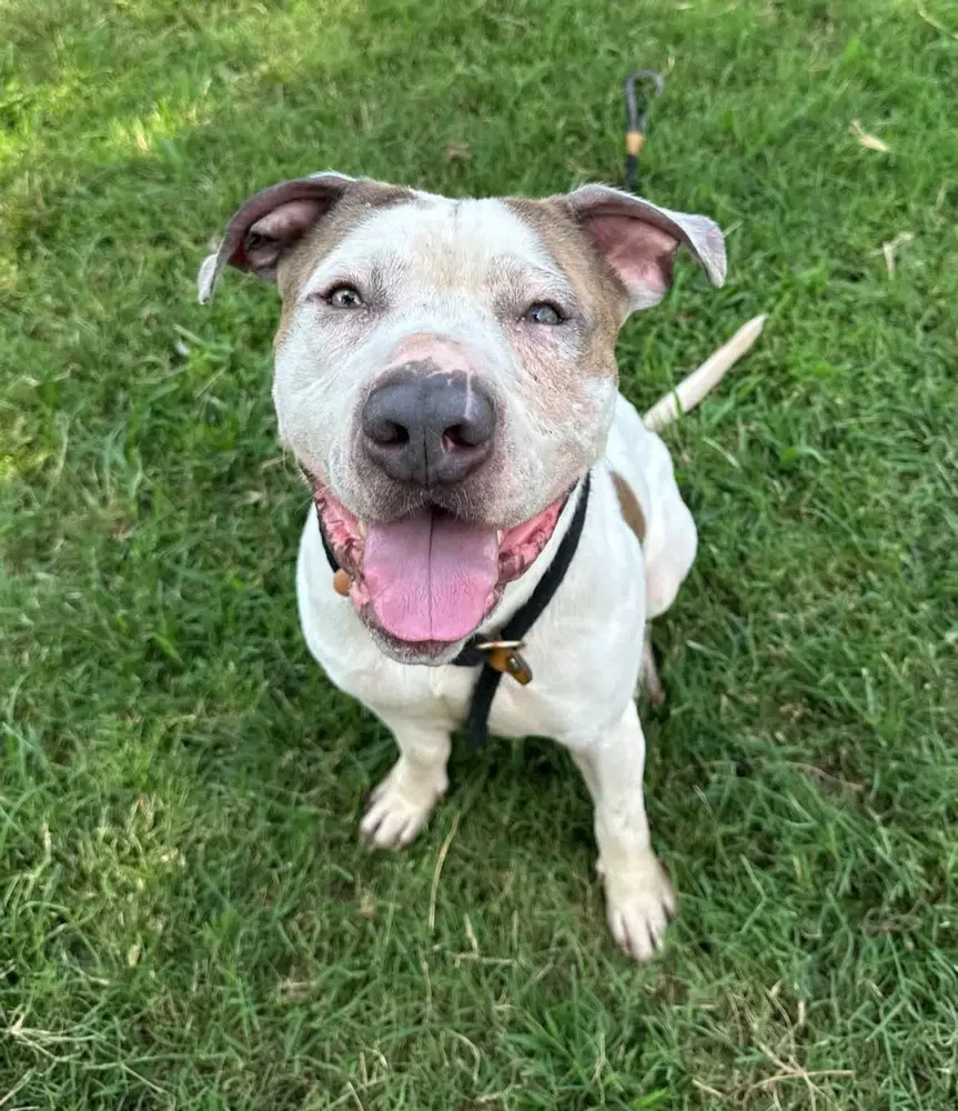 Bones Jones - Pit Bull Terrier