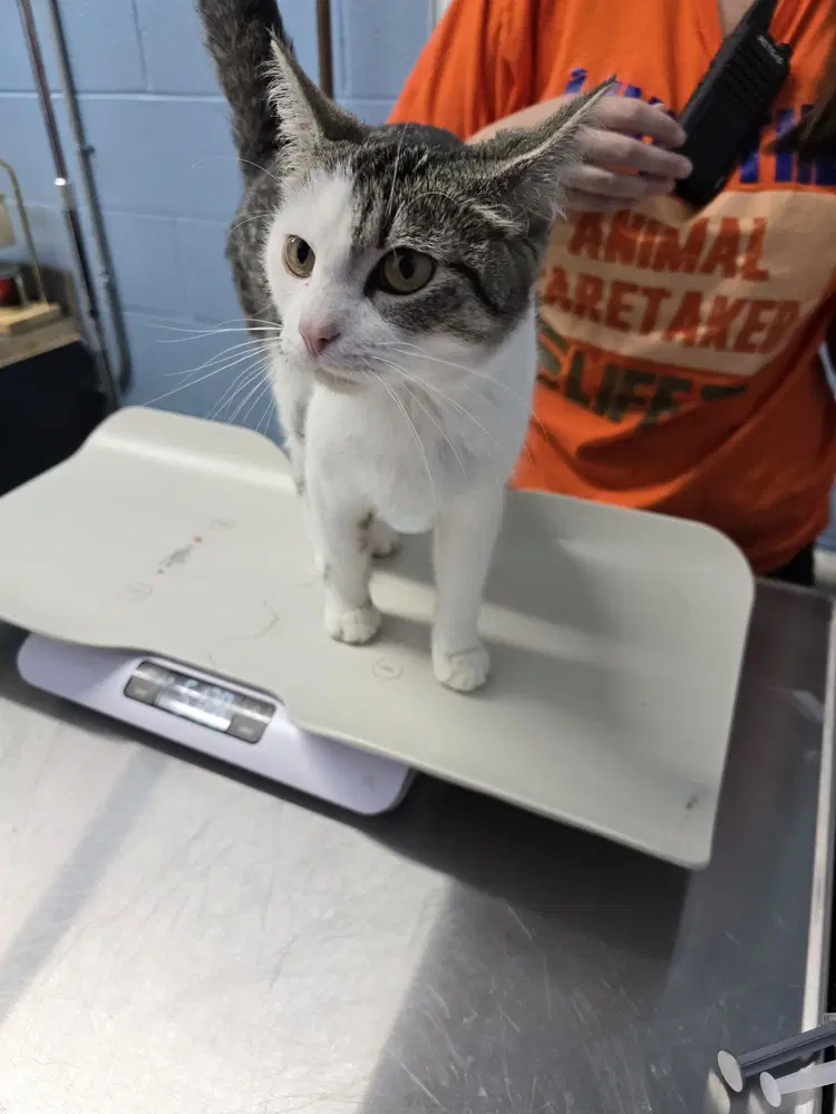 Kanga - Domestic Short Hair
