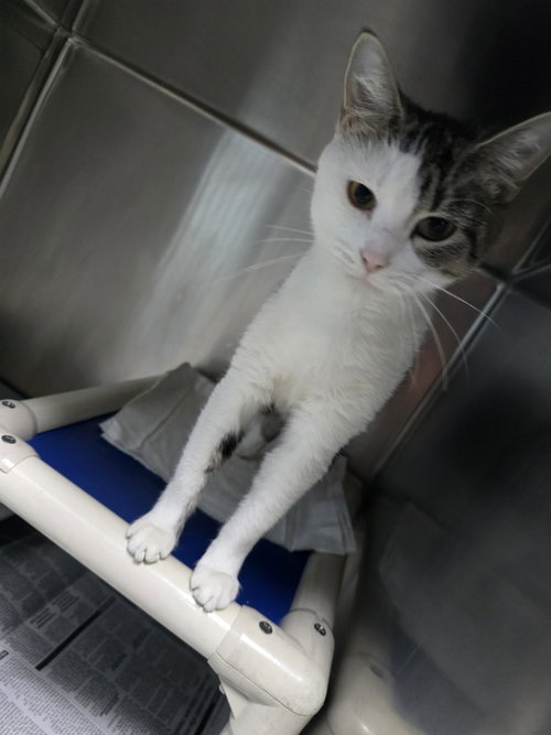 Kanga, a cat for adoption from It Takes A Village No-Kill Rescue