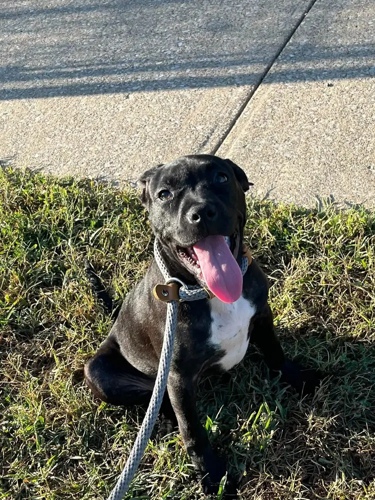 Sugar Plum - Pit Bull Terrier