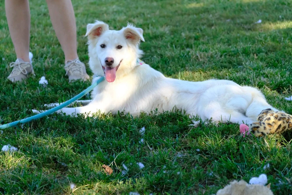 Perdita