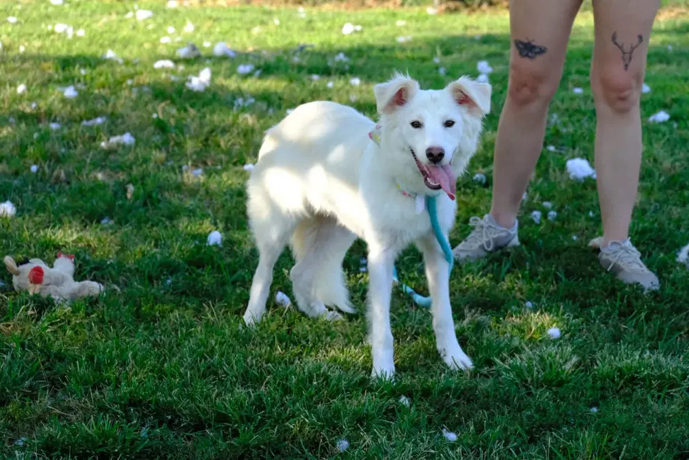Perdita image 2