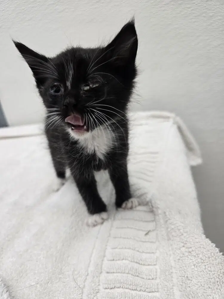 Layton - Domestic Short Hair