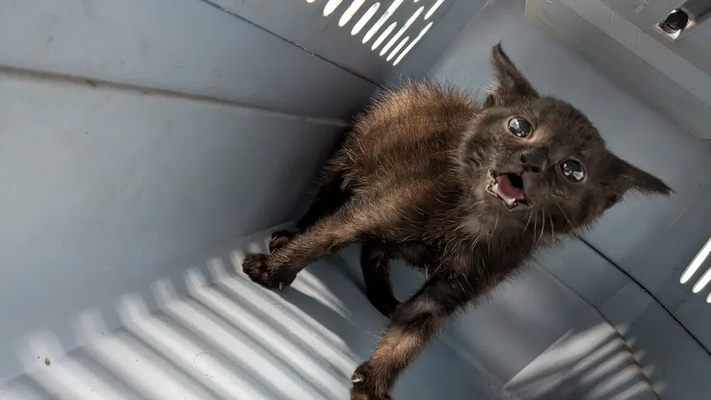 Slayer - Domestic Short Hair