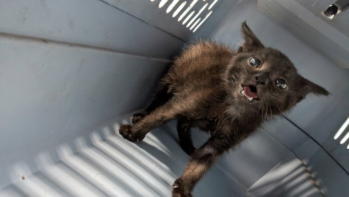 Slayer, a cat for adoption from It Takes A Village No-Kill Rescue