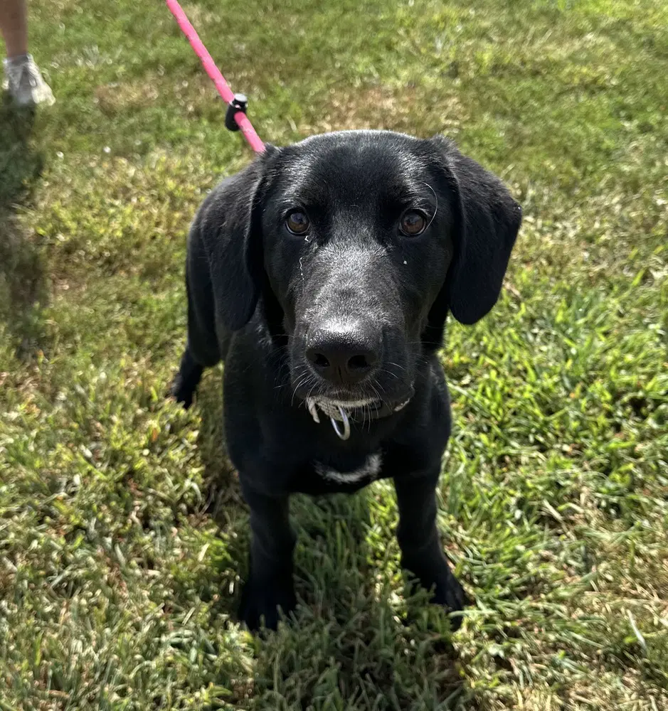 Samurai - Labrador Retriever