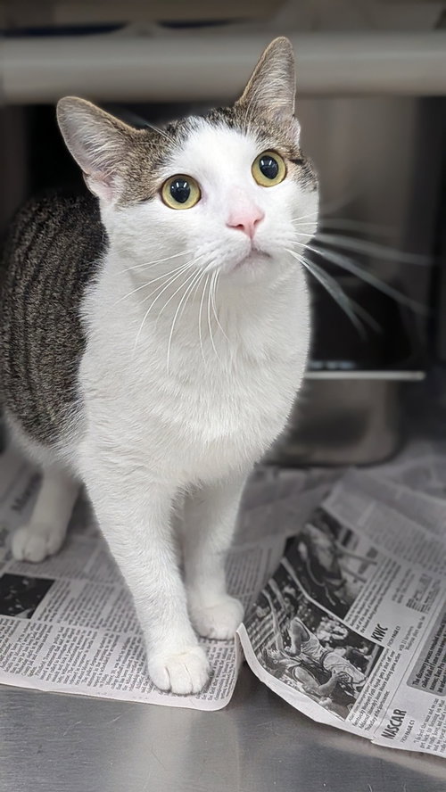 Papa, a cat for adoption from It Takes A Village No-Kill Rescue