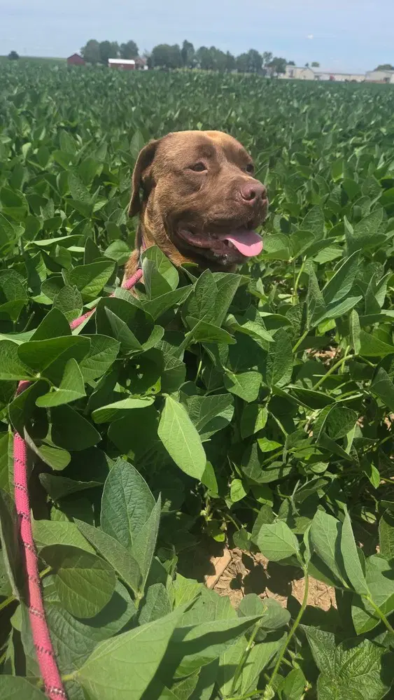 Floppy - Chocolate Retriever