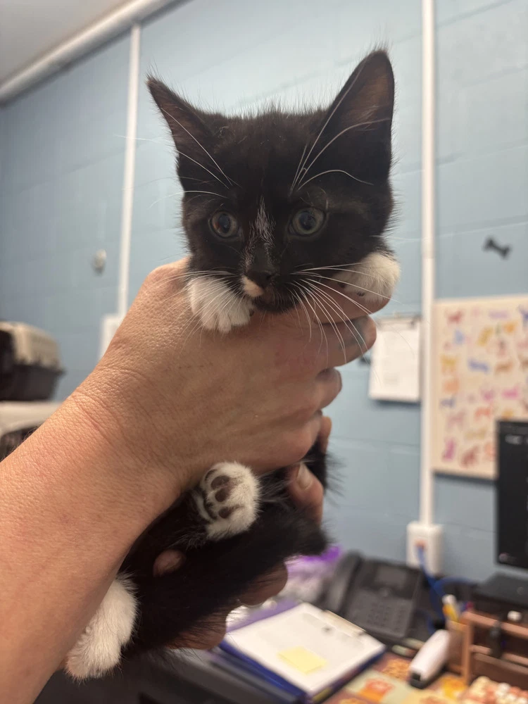 Bella