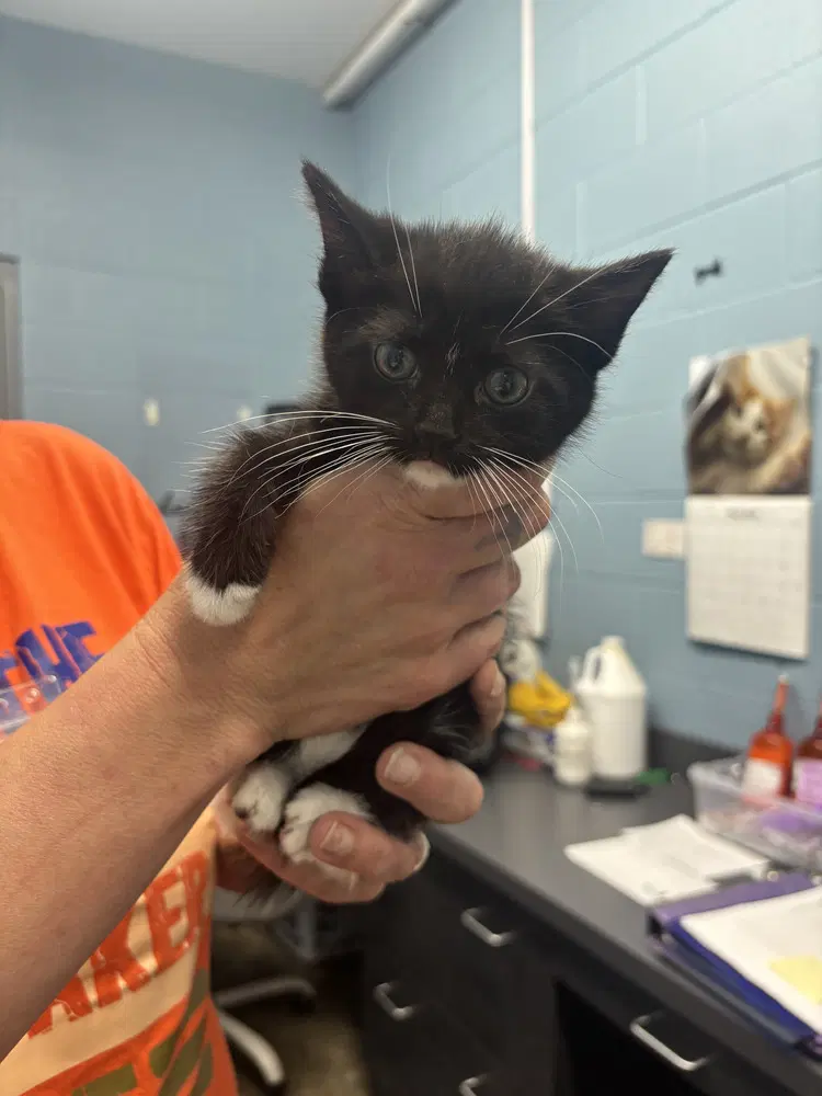 Renesme - Domestic Short Hair