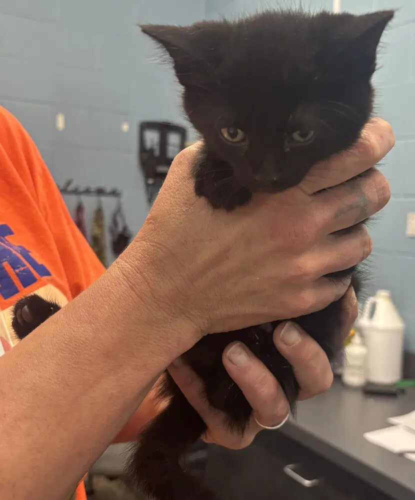 Jacob - Domestic Short Hair