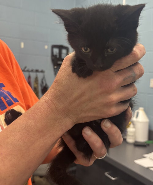 picture of the cat needing adoption