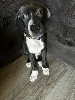 Dodo - Pit Bull Terrier