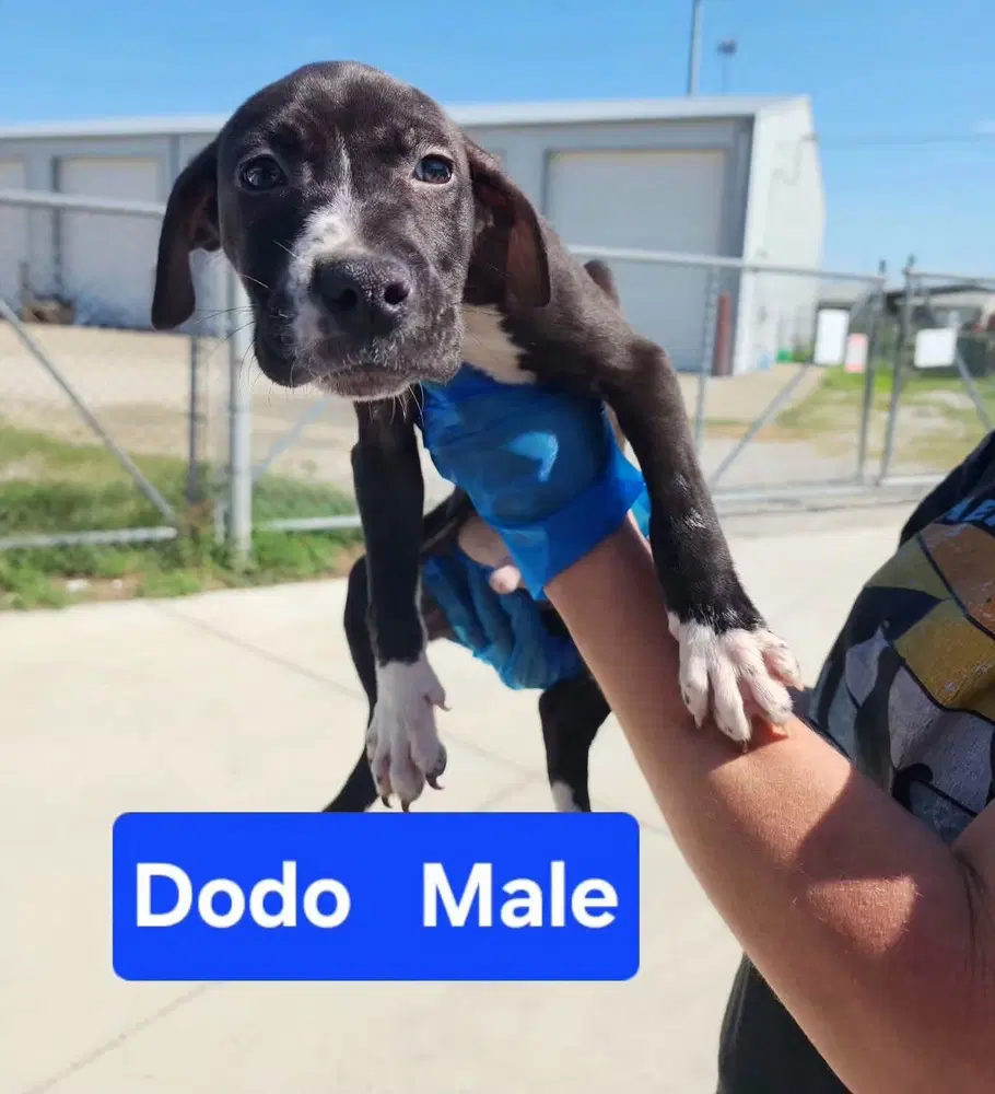 Dodo image 3