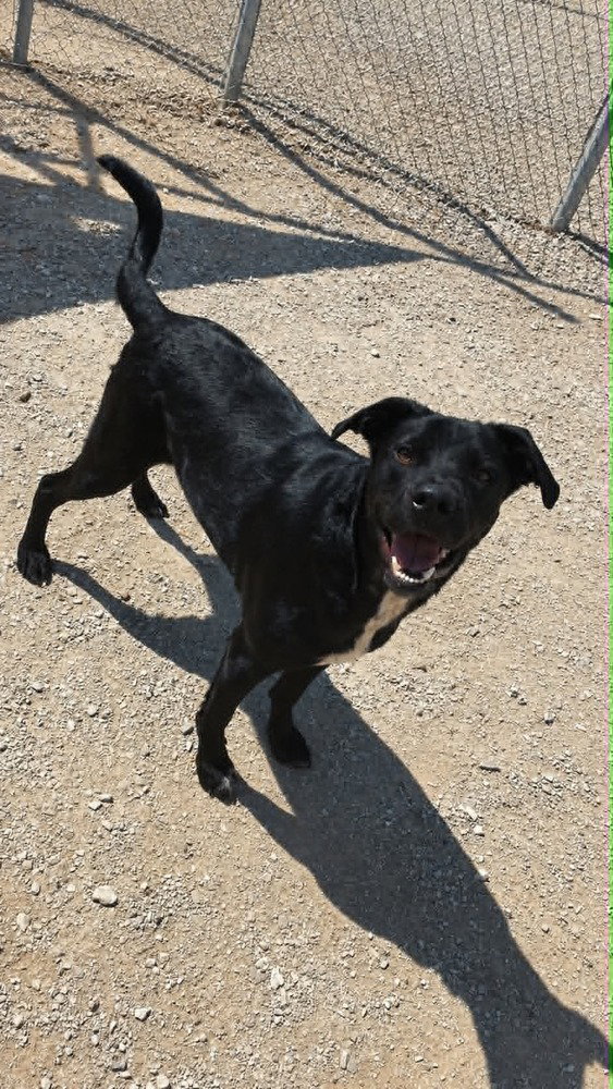 Barney, photo 3