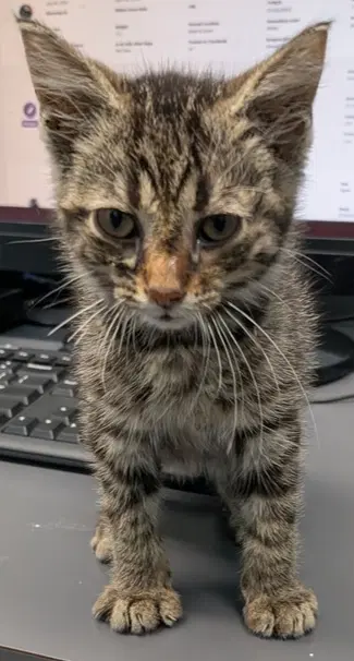 Bubba - Domestic Short Hair