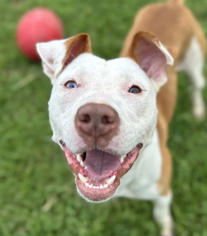 Arlington - Pit Bull Terrier