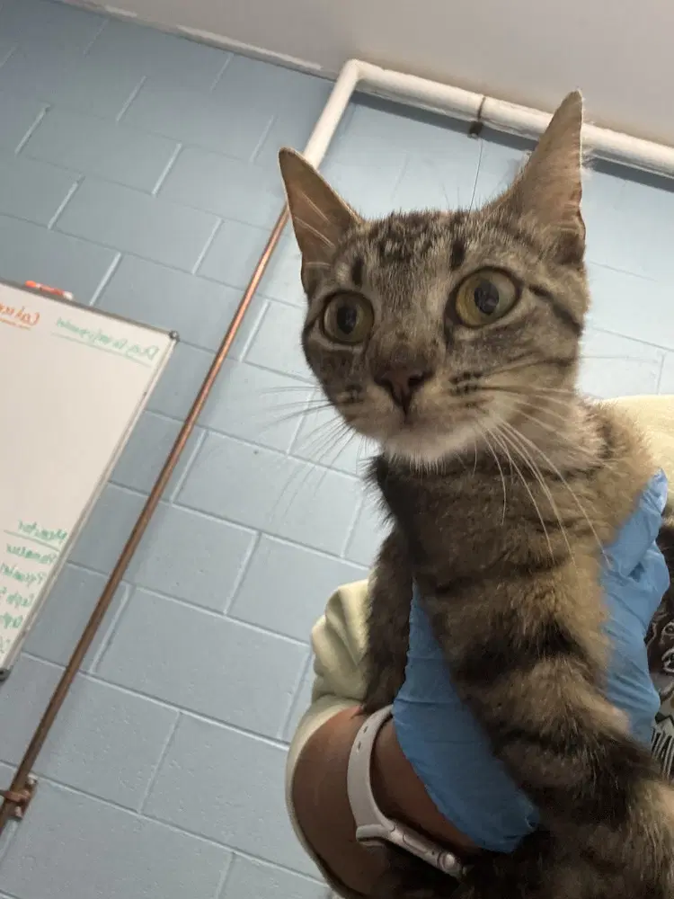 Biscotti - Domestic Short Hair