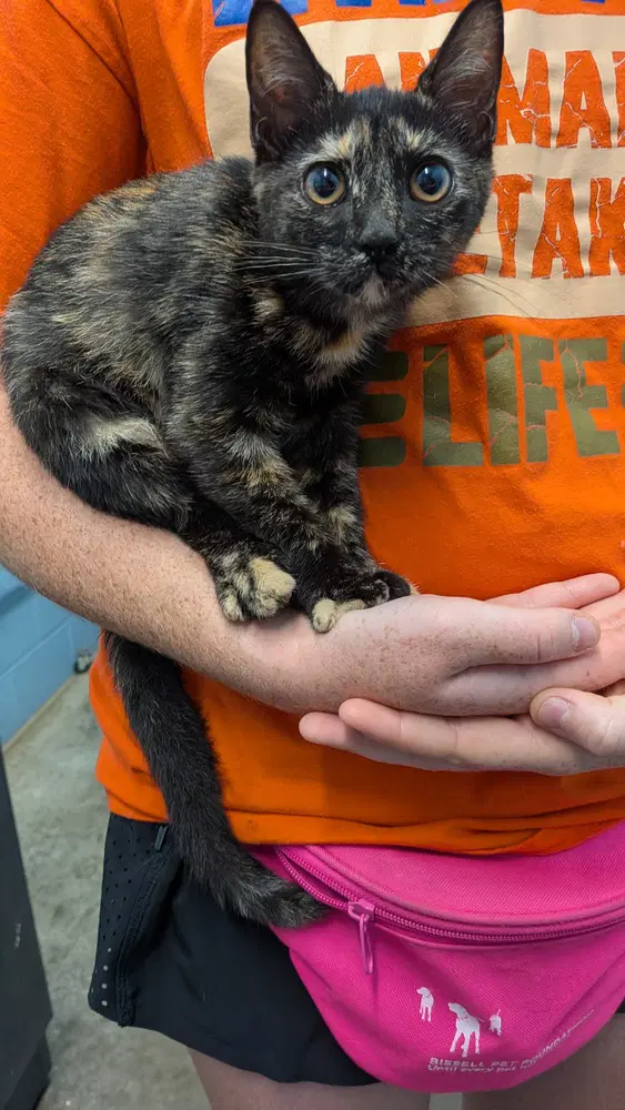 Prism - Domestic Short Hair