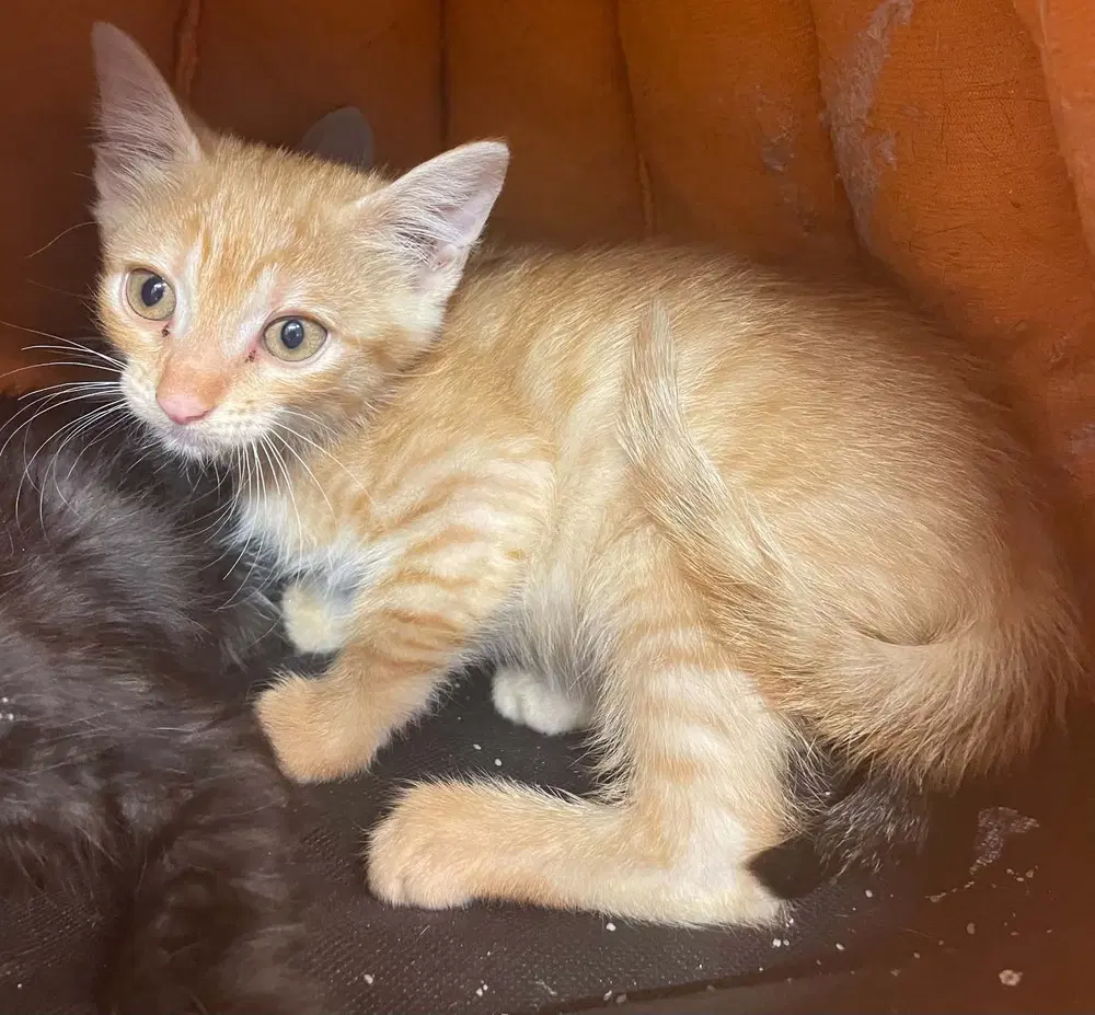 Brave Heart Lion - Domestic Short Hair