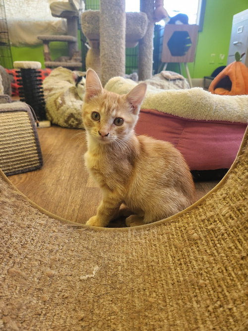 Brave Heart Lion, a cat for adoption from It Takes A Village No-Kill Rescue