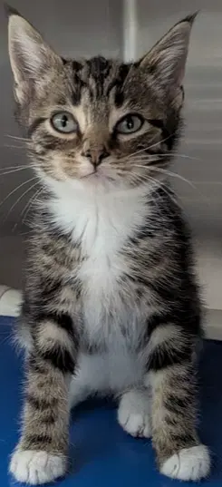 Pico - Domestic Short Hair