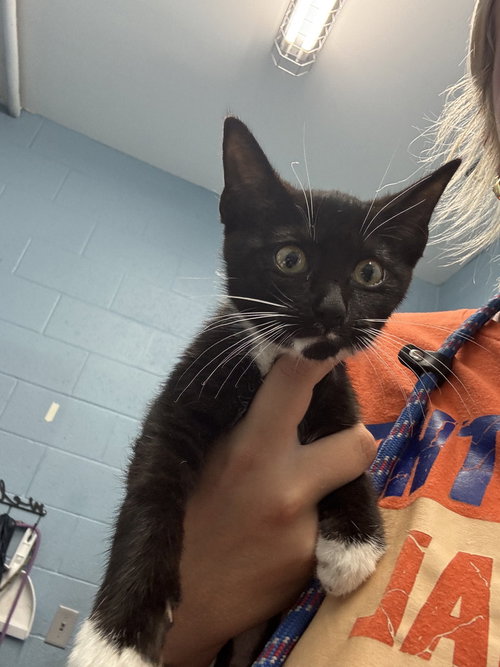 Olivia Grace, a cat for adoption from It Takes A Village No-Kill Rescue