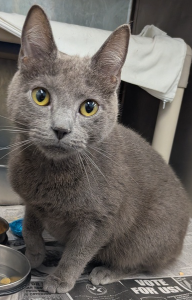 Seal, a cat for adoption from It Takes A Village No-Kill Rescue