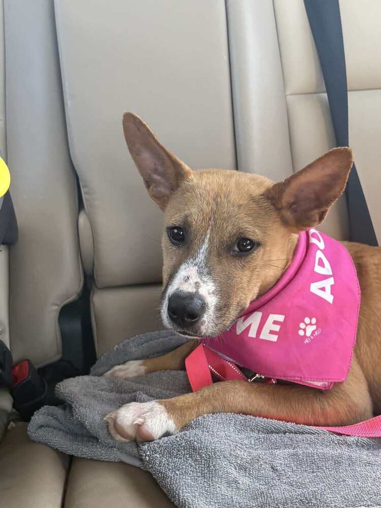 Harriet - Terrier