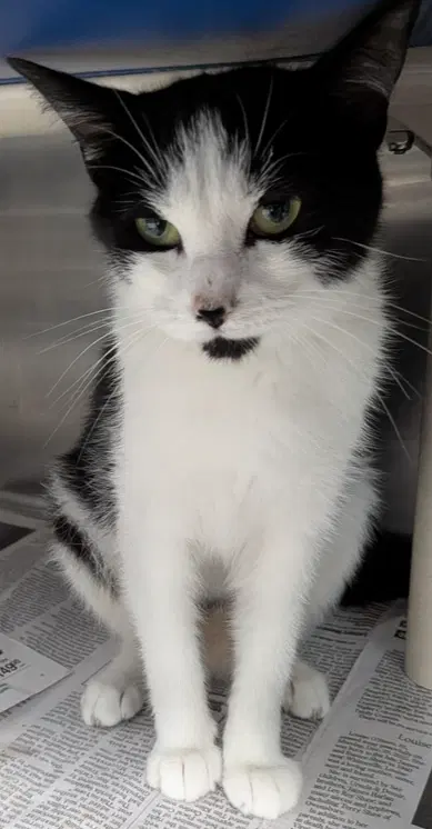Salsa - Domestic Short Hair