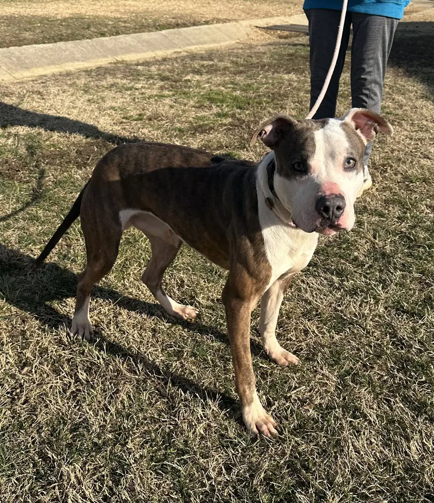Fred - Pit Bull Terrier