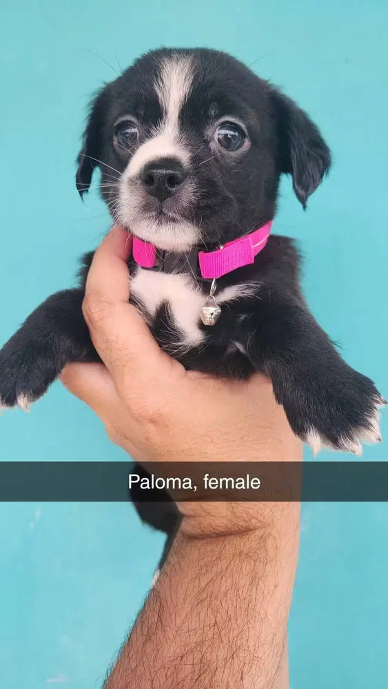 Paloma image 2