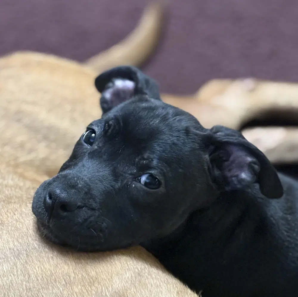 Saber - Pit Bull Terrier