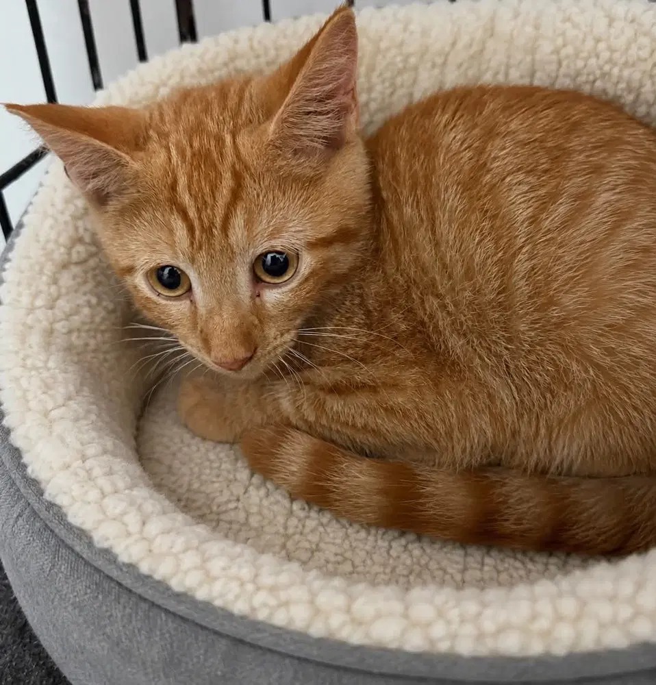 Garlic - Domestic Short Hair
