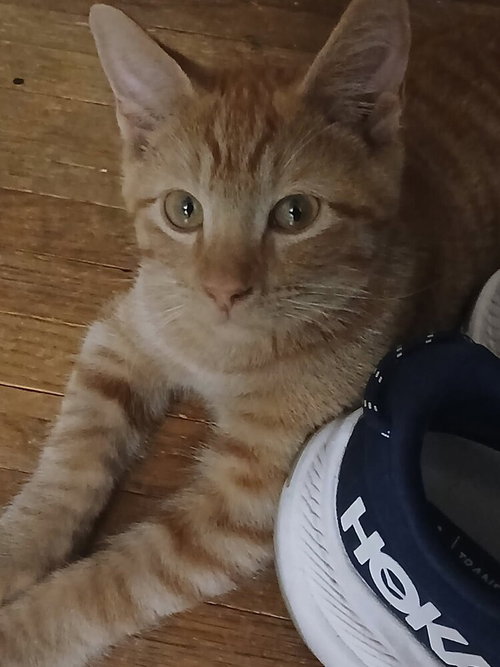 Garlic, a cat for adoption from It Takes A Village No-Kill Rescue