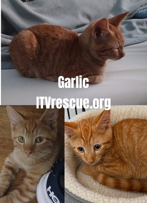 Photo 4 of Garlic