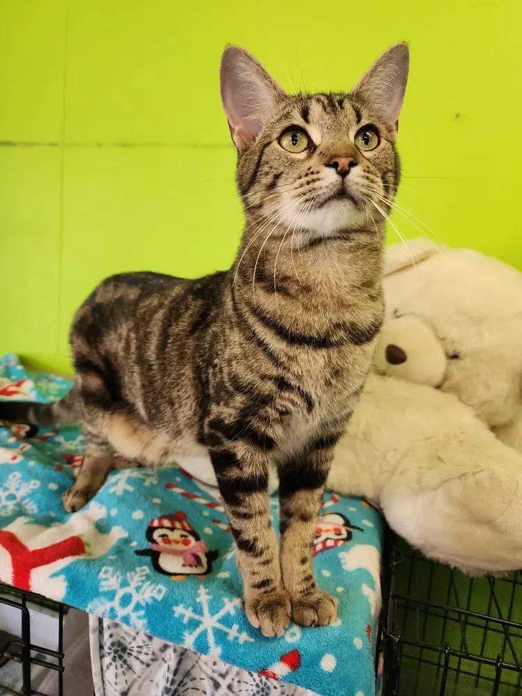 Zorg - Domestic Short Hair