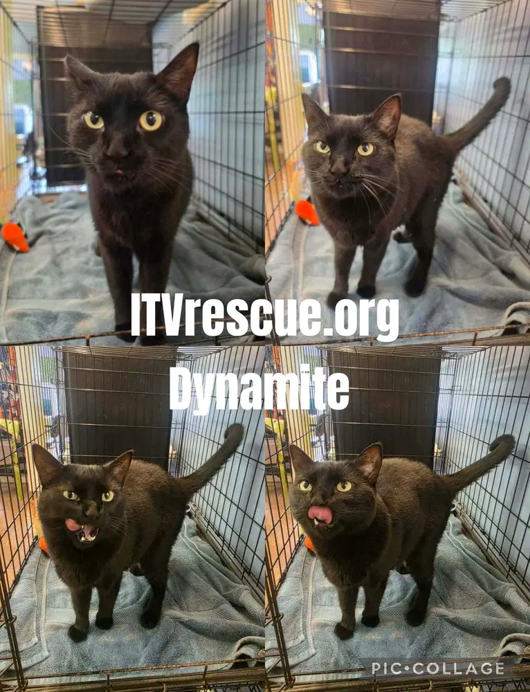 Dynamite image 2