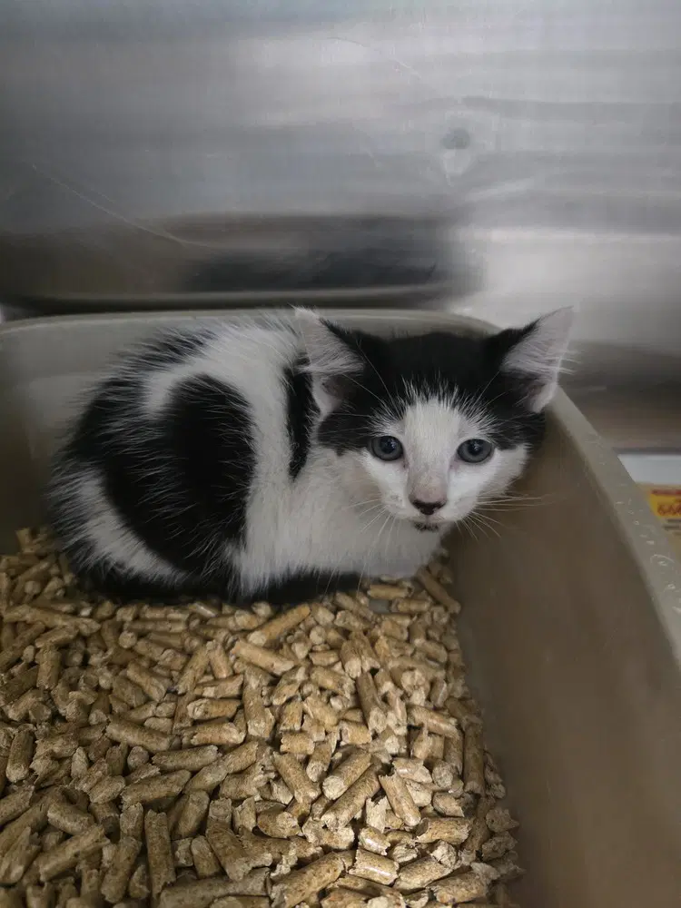 Pasilla - Domestic Short Hair