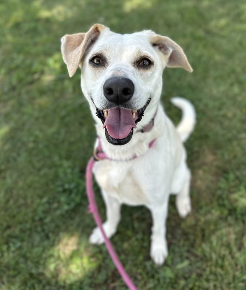 Angel, a dog for adoption from It Takes A Village No-Kill Rescue