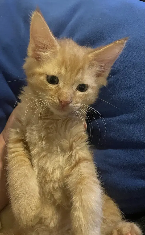 Newport - Domestic Medium Hair