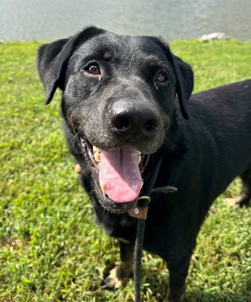 Tyson, Rottweiler / Shepherd / Mixed