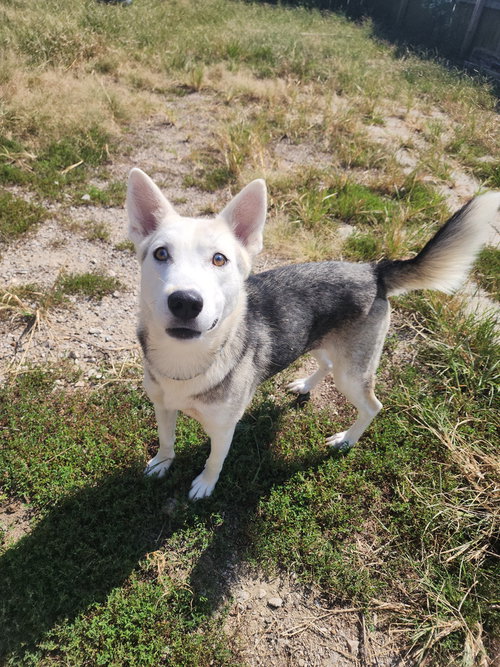 Vada, a dog for adoption from It Takes A Village No-Kill Rescue