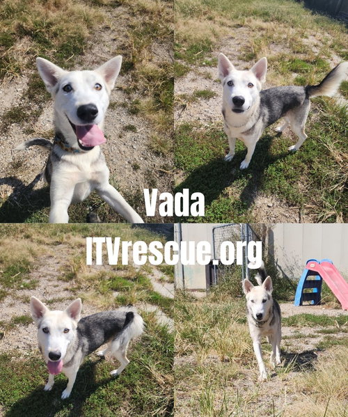 Photo 2 of Vada