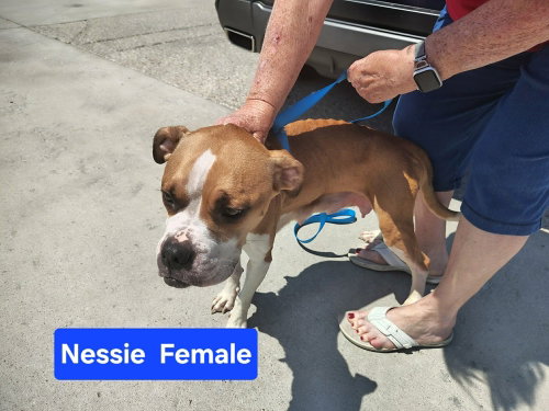 Nessie, a dog for adoption from It Takes A Village No-Kill Rescue