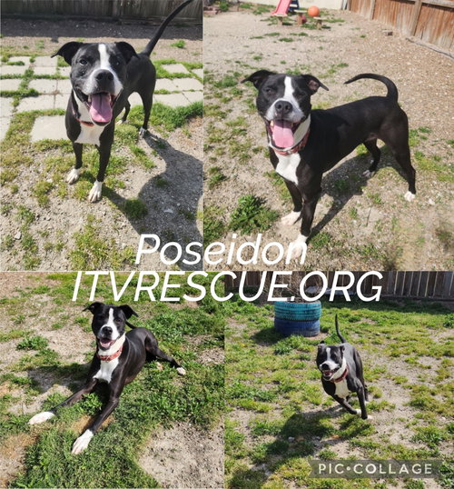 Photo 2 of Poseidon