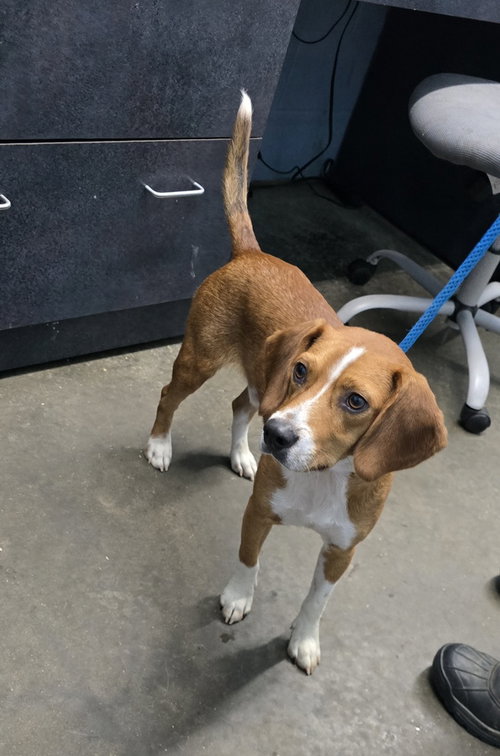Bob Barker, a dog for adoption from It Takes A Village No-Kill Rescue