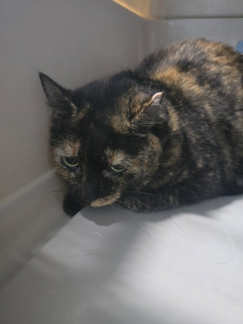 Marbles Kitty, a cat for adoption from It Takes A Village No-Kill Rescue