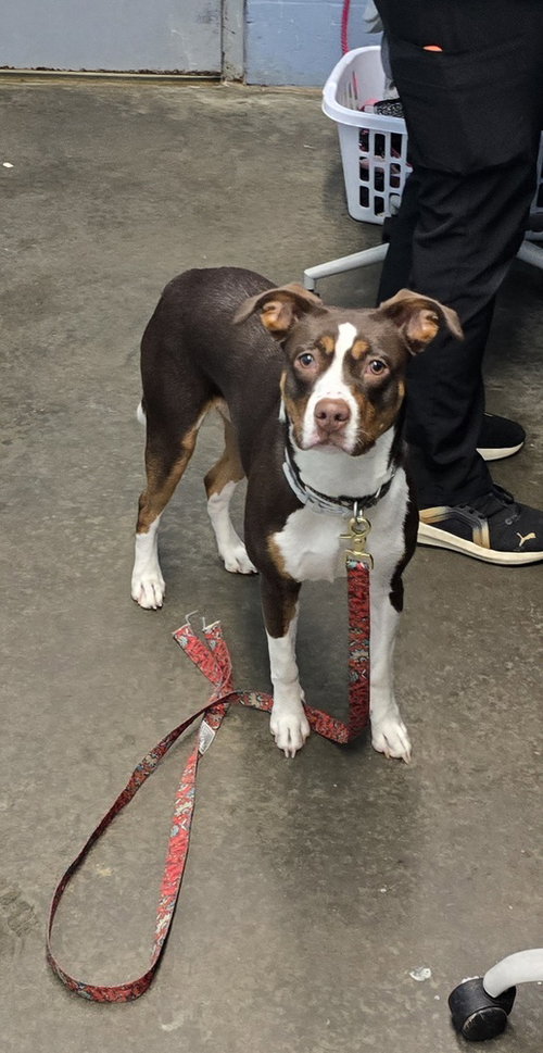 Charlotte of Wales, a dog for adoption from It Takes A Village No-Kill Rescue